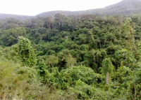 /album/trilhas-jequitibar-caminnhada-alferes-tiradentes-dia-07-06-2011/a070620111147-jpg/